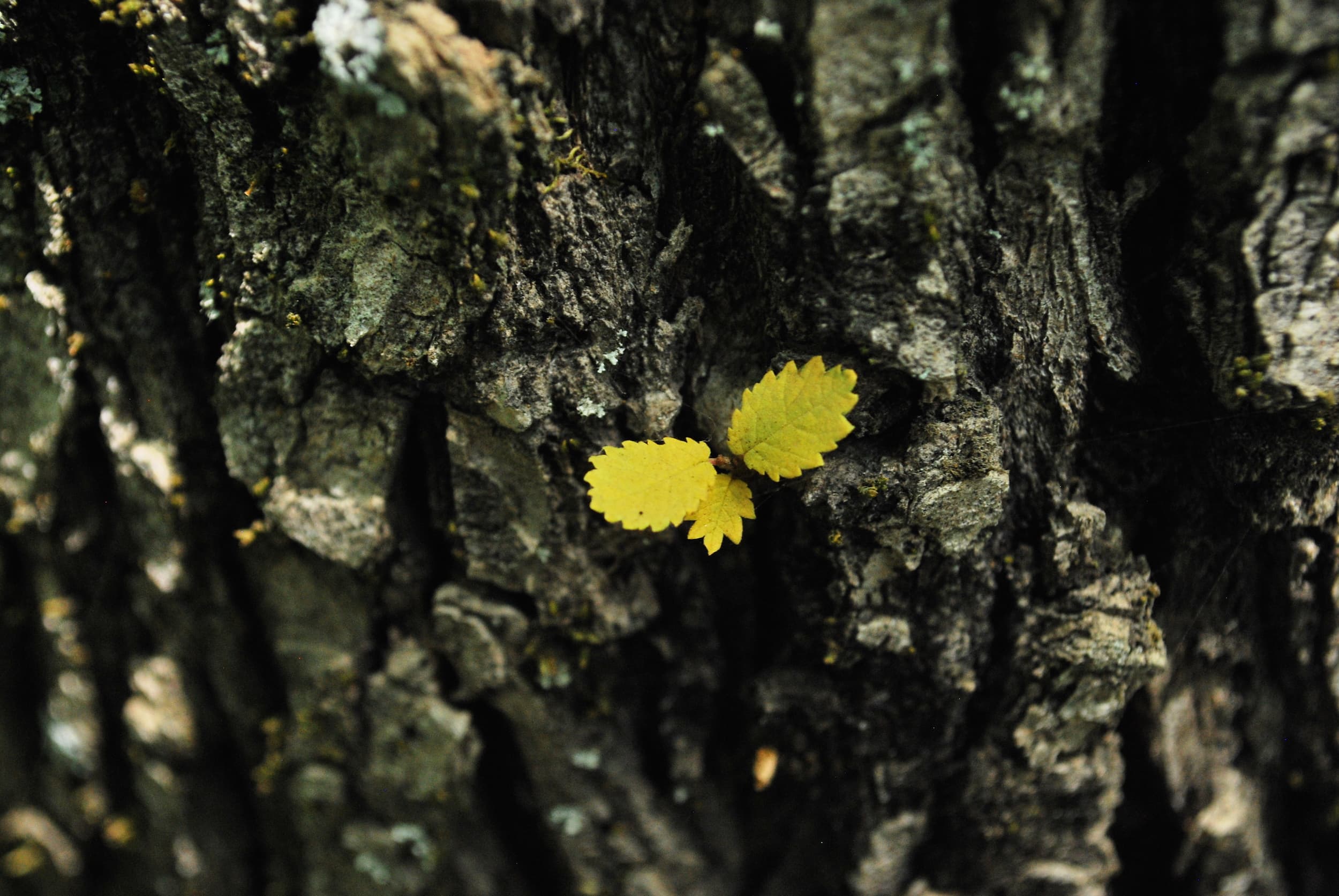Yellow leaves on tree bark