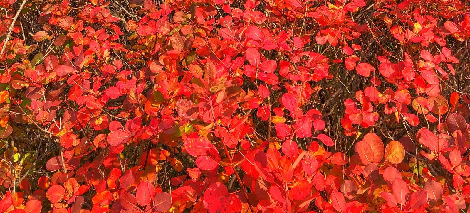 Autumn leaves carpeting the forest floor